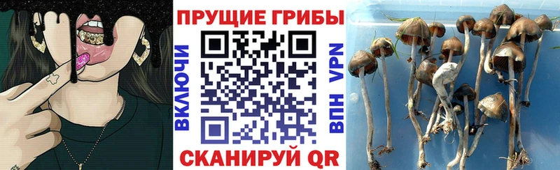 blacksprut ТОР  Кудрово  Псилоцибиновые грибы мухоморы  купить  цена 